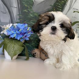 Bobby - Shih Tzu puppy in Englewood, New Jersey from Sunnyside Shih Tzu