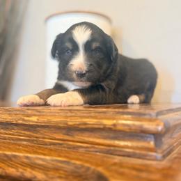 Jig - Black tri male Miniature Australian Shepherd puppy in Lakeport, California from Akins Aussies/Wild Rose Ranch