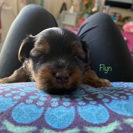 Yorkshire Terrier Puppies from Cutest AKC AZ Yorkies