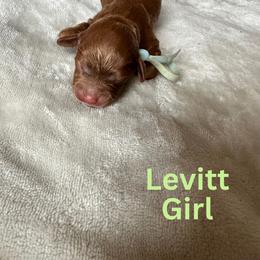 Cockapoo Puppies from Cutie Cockapoos Breeding