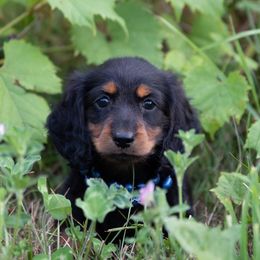 Dune - Black and tan male Dachshund puppy in Crystal, Michigan from Mare-bella Dachshunds