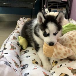 Maltese and Siberian Husky Puppies from Nyx’s Pack