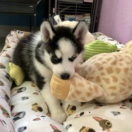 Maltese and Siberian Husky Puppies from Nyx’s Pack