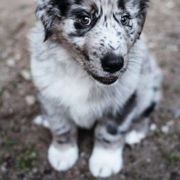 Australian Shepherd Puppies from Lil Rhody Blues Australian Shepherds