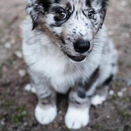 Australian Shepherd Puppies from Lil Rhody Blues Australian Shepherds