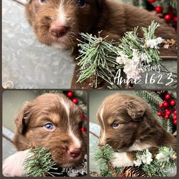 (4) Anne 1623 - Red tri-color female Australian Shepherd puppy in Huntington, Texas from JKKJ Farms