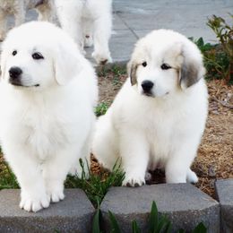 Great Pyrenees Puppies from Wells' Providence Pyrenees