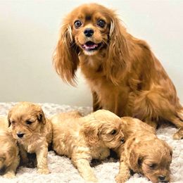 Cavapoo Puppies from Clearview Canines