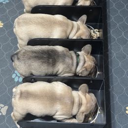 French Bulldog Puppies from Von Darr Kennels