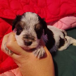 Berlioz - Parti male Miniature Schnauzer puppy in Florida from Central Florida Schnauzers