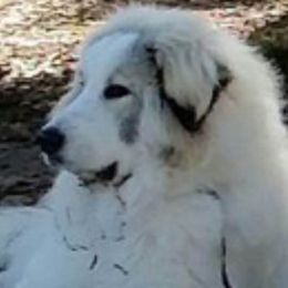 Great Pyrenees from Yelah Pyrenees