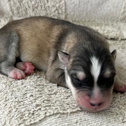 Fay - Sable and white female Siberian Husky puppy in Union Grove, Alabama from Southern Siberian Life