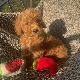 Bernedoodle, Goldendoodle, and Shih Tzu Puppies from TrueLine kennels