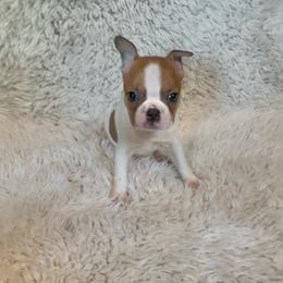 Girl 1 - Red female Boston Terrier puppy in Eight Mile, Alabama from Bishop's Bostons