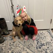 Bearded Retriever, Goldendoodle, and Labradoodle Puppies from Traverse City Doodles