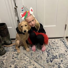 Bearded Retriever, Goldendoodle, and Labradoodle Puppies from Traverse City Doodles