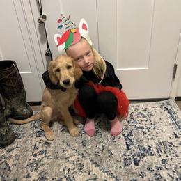Bearded Retriever, Goldendoodle, and Labradoodle Puppies from Traverse City Doodles