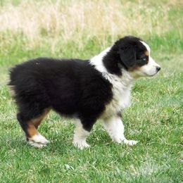 Miniature American Shepherd Puppies from Blue Moon Mini Shepherds