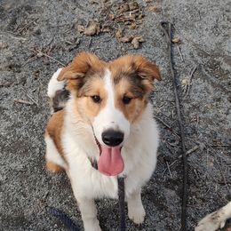 Affenpinscher and Old Time Scotch Collie Puppies from Hideaway Farm Scotch Collies