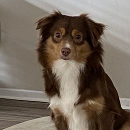 Mama - Toy Australian Shepherd