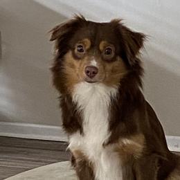 Mama - Toy Australian Shepherd