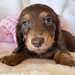 Emmy - Chocolate and tan female Dachshund puppy in Bentonville, Arkansas from T & D Dachshunds by design