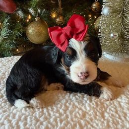 Girl 4 - female Bernedoodle puppy in Perrysville, Ohio from Pleasant Valley Bernedoodles