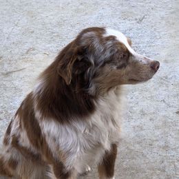 Reba - Toy Australian Shepherd