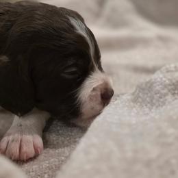 Finn - Liver and white male Brittany puppy in Alma, Georgia from Edenbright Brittanys