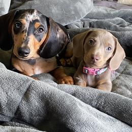 Dachshund Puppies from Hoosier Little Wieners