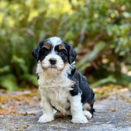 Drizella (Purple Collar) - Tri-color female Bernedoodle puppy in Stanwood, Washington from Butter Cup Pups and Paws