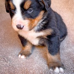 Bernedoodle, Bernese Mountain Dog, and Siberian Husky Puppies from Timberline Paws