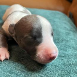 Gavin - White and blue fawn male Whippet puppy in Clinton, Tennessee from Ivanhoe Borzoi