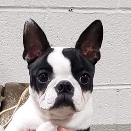 Charly - Boston Terrier