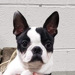 Charly - Boston Terrier