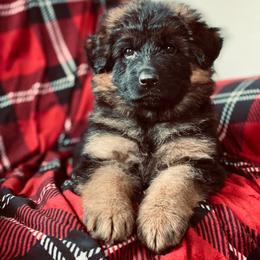 German Shepherd Puppies from S&S German Shepherds