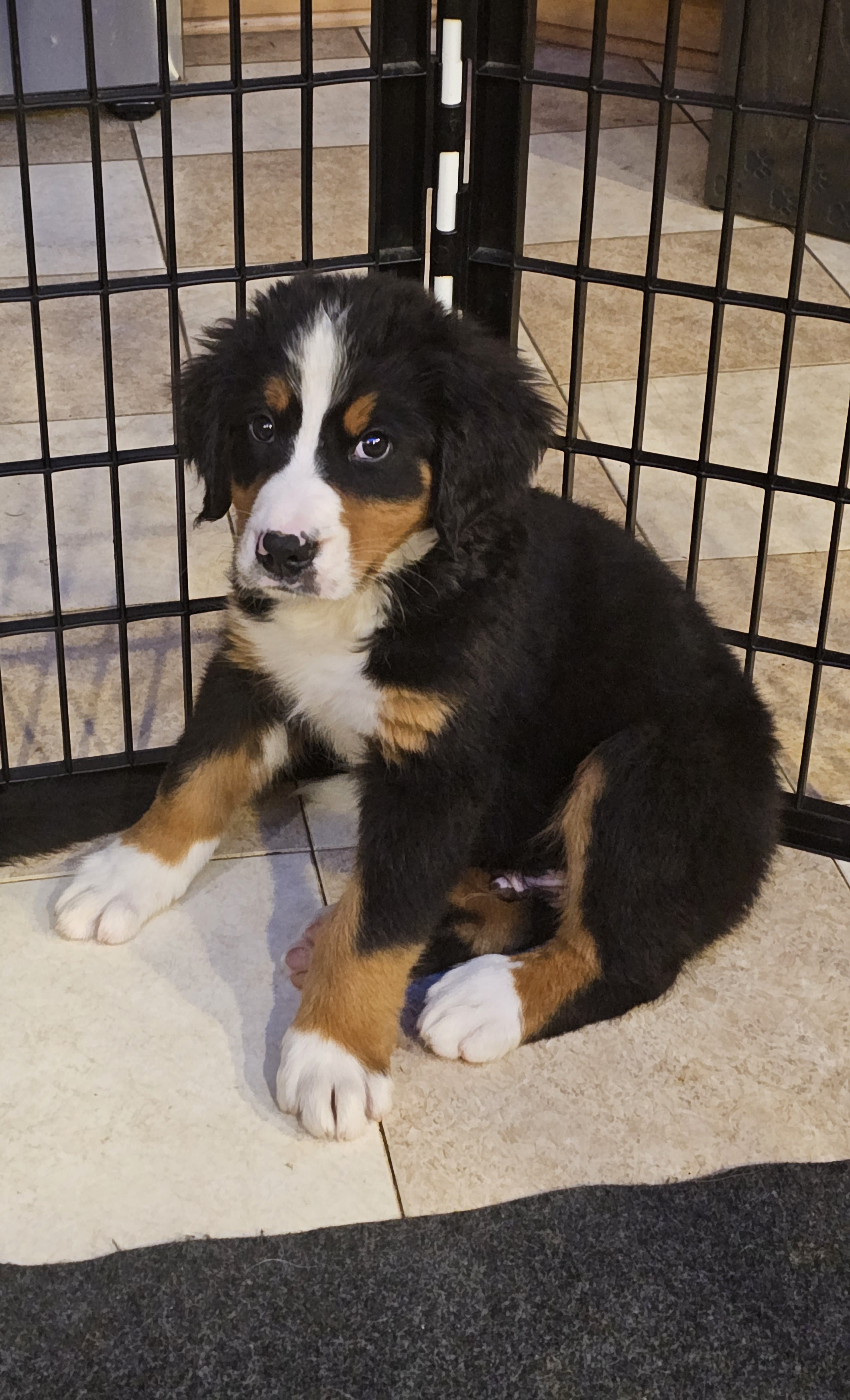Red boy - Black rust and white Bernese Mountain Dog puppy in Lecanto, Florida from DBDR Berners and Saints