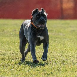 Stella  - Cane Corso