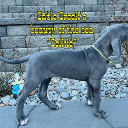 Selkie - Blue Great Dane puppy in Post Falls, Idaho from Cable Creek Danes