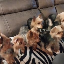 Yorkshire Terriers from York County Yorkies