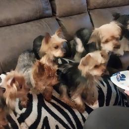 Yorkshire Terriers from York County Yorkies