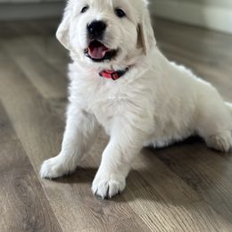 Golden Retriever and Labrador Retriever Puppies from Golden Bundles