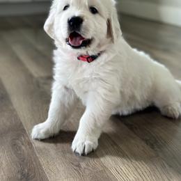 Golden Retriever and Labrador Retriever Puppies from Golden Bundles