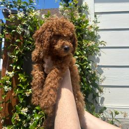 Lucky - Red male Cavapoo puppy in Springfield, Oregon from Teddy Bear Doodles