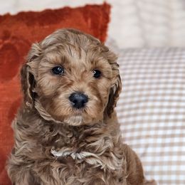 Merle - Red male Australian Labradoodle puppy in Connersville, Indiana from Dessie's Doodles