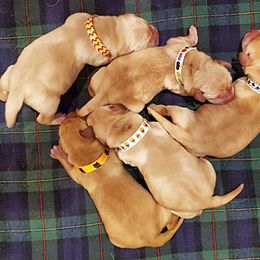 Labrador Retriever Puppies from Cold Creek Farms