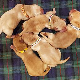 Labrador Retriever Puppies from Cold Creek Farms