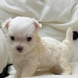 Sugar - White female Maltese puppy in Monticello, Iowa from Ashley’s Puppies