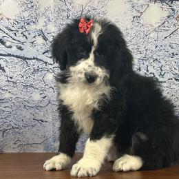 Bubbles - Black and white female Bernedoodle puppy in Owenton, Kentucky from Elagant Acres
