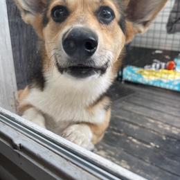 Arthur - Black and tan male Pembroke Welsh Corgi puppy in Snellville, Georgia from Laur's Classic Corgis